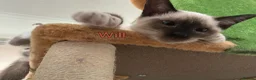 Ragamese cats for sale: Gorgeous Ragamese Boy-Ready To Leave - Advert 5