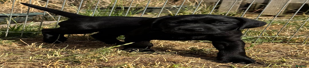 Labrador Retriever Puppy 3