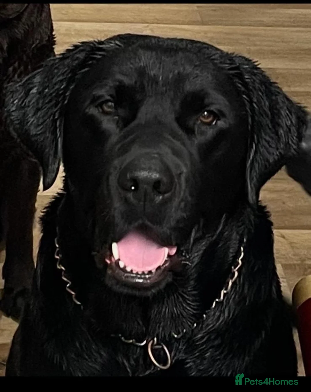 Labrador Retriever dogs for sale: Beautiful lab puppy’s ready to go - Advert 2