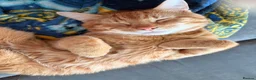 Mixed Breed cats for sale: Oaklyn and milo  - Advert 4