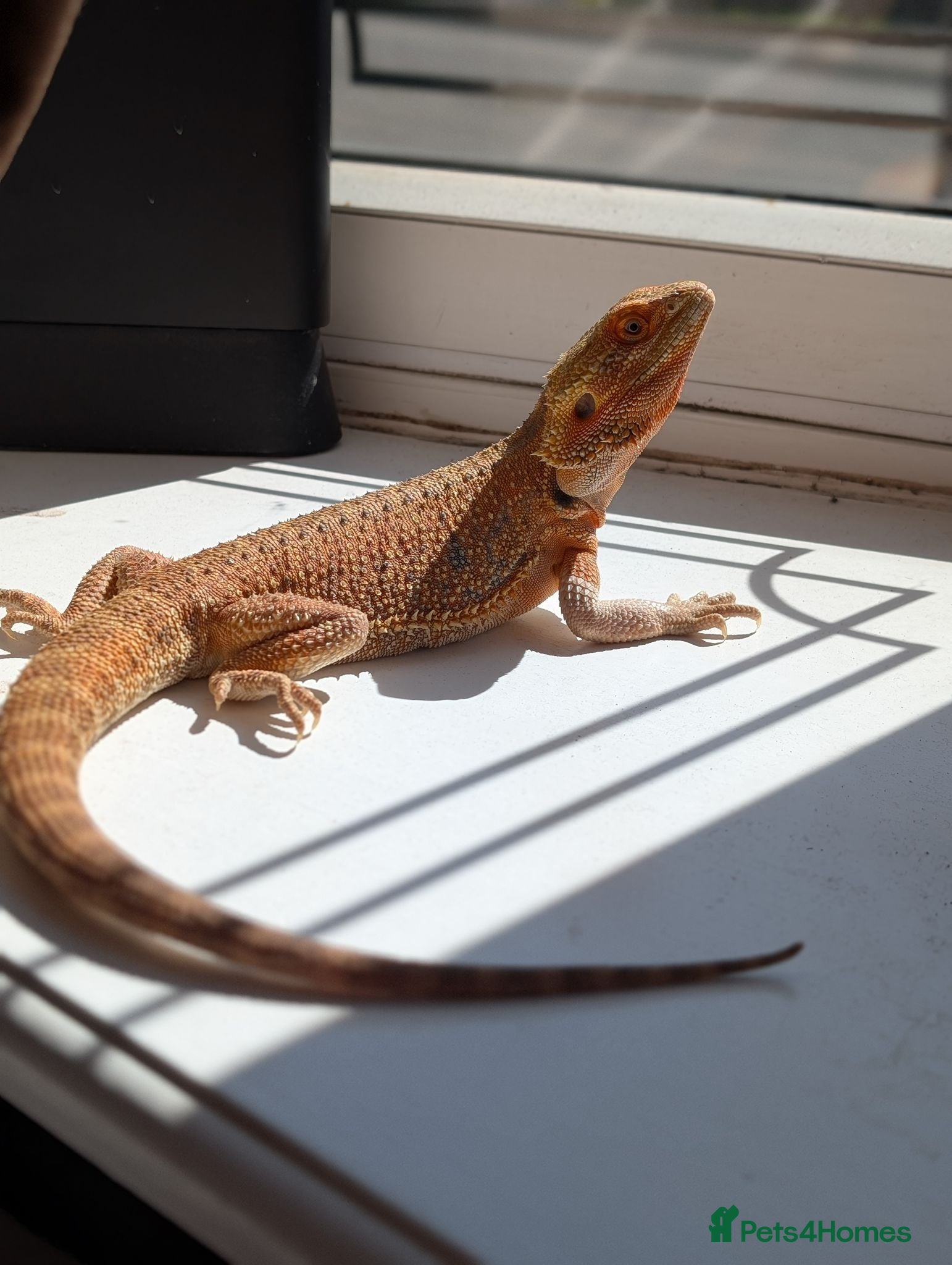 Bearded Dragon reptiles Breeding pair of bearded dragons ( proven ) - Advert 12