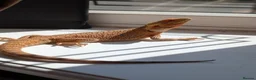 Bearded Dragon reptiles for sale: Breeding pair of bearded dragons ( proven ) in Barnsley - Advert 1