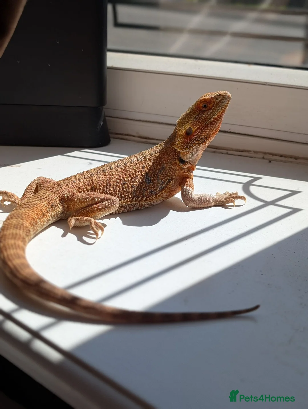 Bearded Dragon reptiles for sale: Breeding pair of bearded dragons ( proven ) in Barnsley - Advert 1