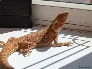 Bearded Dragon reptiles Breeding pair of bearded dragons ( proven ) - Advert 1