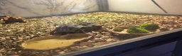 Hermann Tortoise reptiles for sale: 2 Hermann tortoises and table - Advert 6