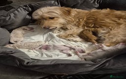 Cockapoo dogs for sale: Cockerpoo  - Image 6
