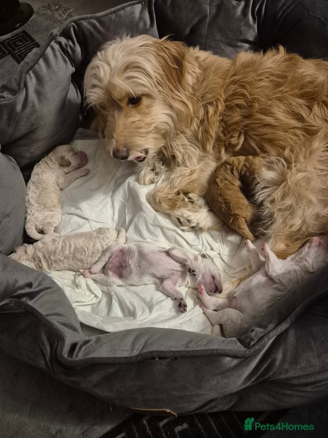 Cockapoo dogs for sale: Cockerpoo  - Image 6