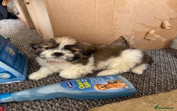Shih Tzu dogs for sale: Shih-Tzu Puppy for sale  - Image 3