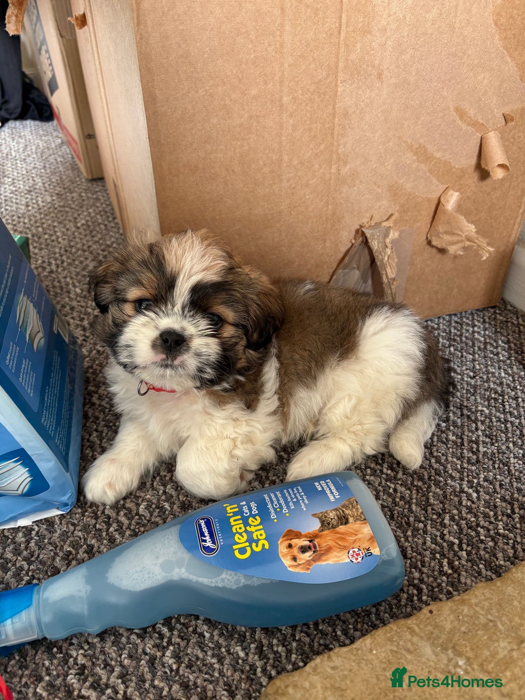 Shih Tzu dogs for sale: Shih-Tzu Puppy for sale  - Image 3
