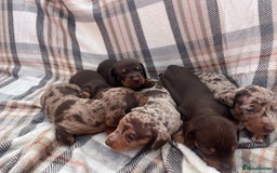 Miniature Dachshund dogs for sale: 5⭐️BREEDERS🏆KCREG🌸6GIRL💙1BOY🩺HEALTH TESTED🧬 - Image 22