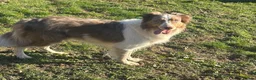 Mixed Breed dogs for sale: Shollie litter expected on the 16th of September - Advert 3