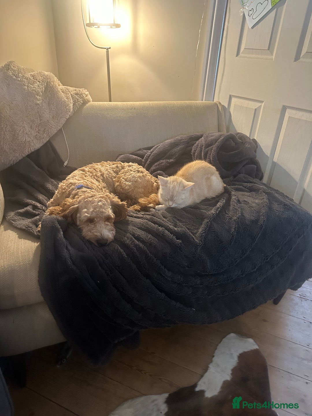 Mixed Breed dogs for sale: Doxiepoo puppies  - Advert 4