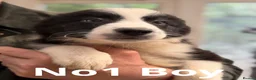 Border Collie dogs for sale: Pedigree Border collie pups - Advert 9