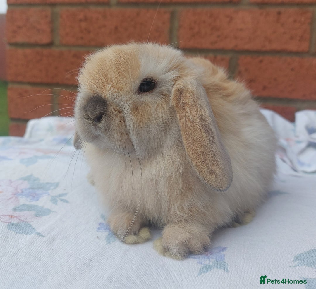 Mini Lop rabbits for sale: ☆ Baby Mini Lop Buck ☆ - Advert 3