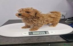 Cavapoo dogs for sale: Fox Red Cavapoo F1 Puppies  - Image 29