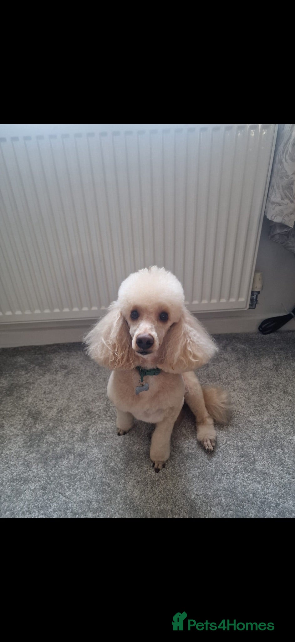 Toy Poodle dogs Toy poodle  - Advert 6