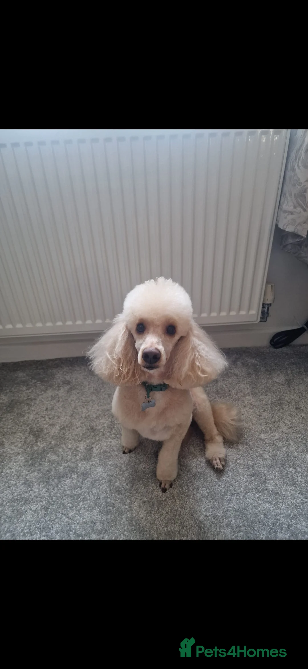 Toy Poodle dogs for sale: Toy poodle  - Advert 1