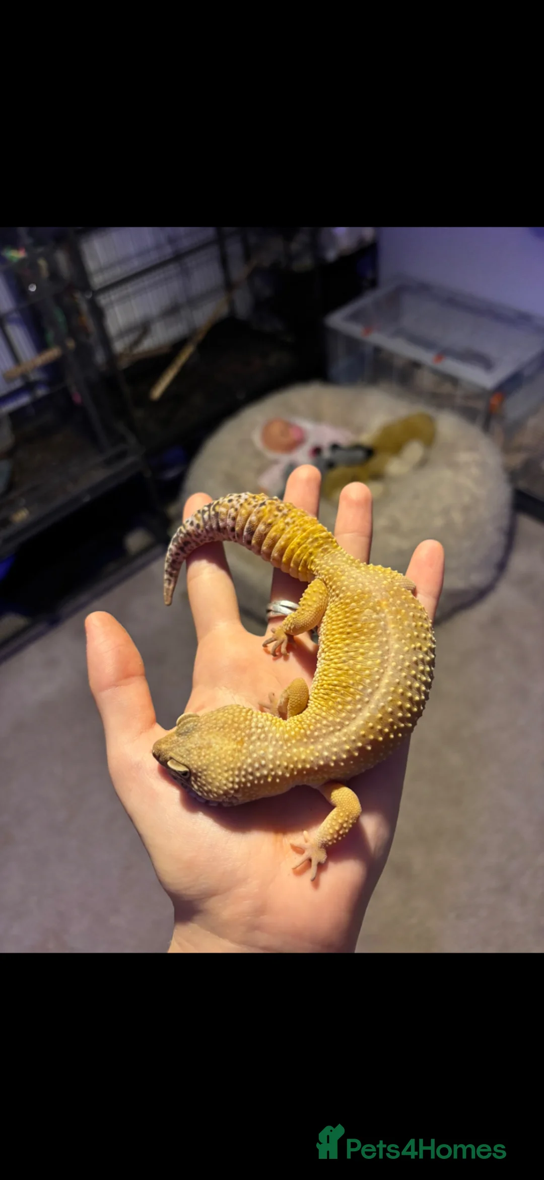 Gecko reptiles for sale: Female Tangerine Dream Eclipse Leopard Gecko - Advert 4