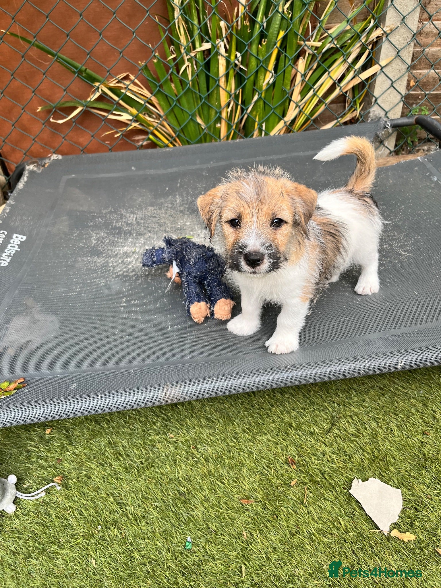 Jack Russell dogs One Little Boy Left - Advert 14