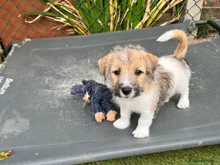 Jack Russell dogs One Little Boy Left - Advert 14