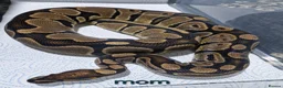 Mixed Breed reptiles for sale: Various royals available - Advert 6