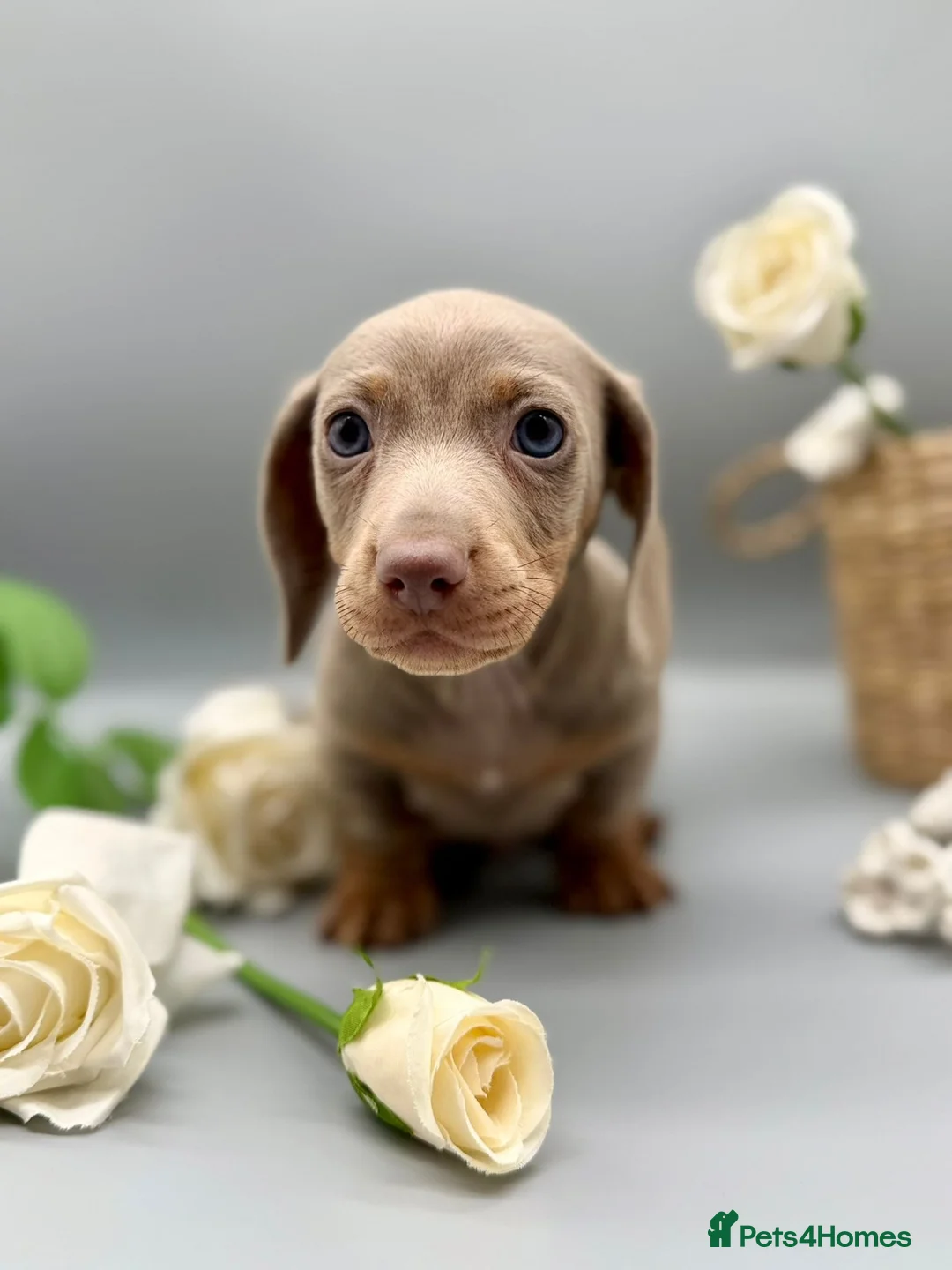 Miniature Dachshund dogs for sale: Adorable Miniature Dachshund Puppies  in Cardiff - Advert 16