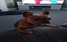 Mixed Breed dogs for sale: 2 and a half year old boy frenchie - Advert 2