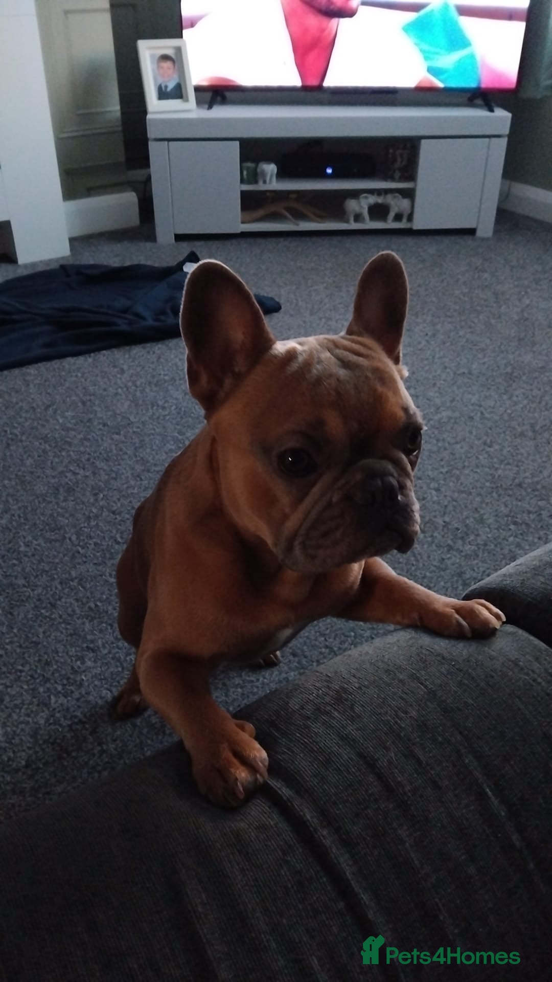 Mixed Breed dogs for sale: 2 and a half year old boy frenchie - Advert 2