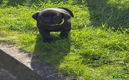 Labrador Retriever dogs for sale: KC reg labs- working bloodline  in Lanark - Image 17