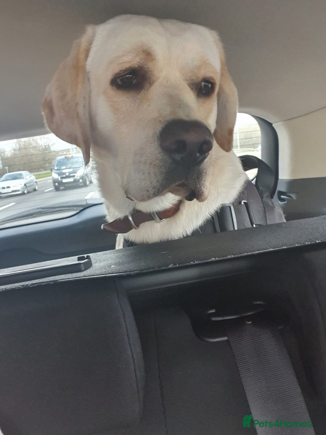 Labrador Retriever dogs for stud: Yellow/ gold labrador for the stud!!! in Thornton Heath - Advert 3