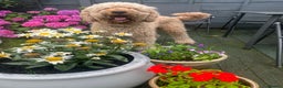 Goldendoodle dogs for stud: Goldendoodle Standard size (proven)  in Manchester - Advert 10