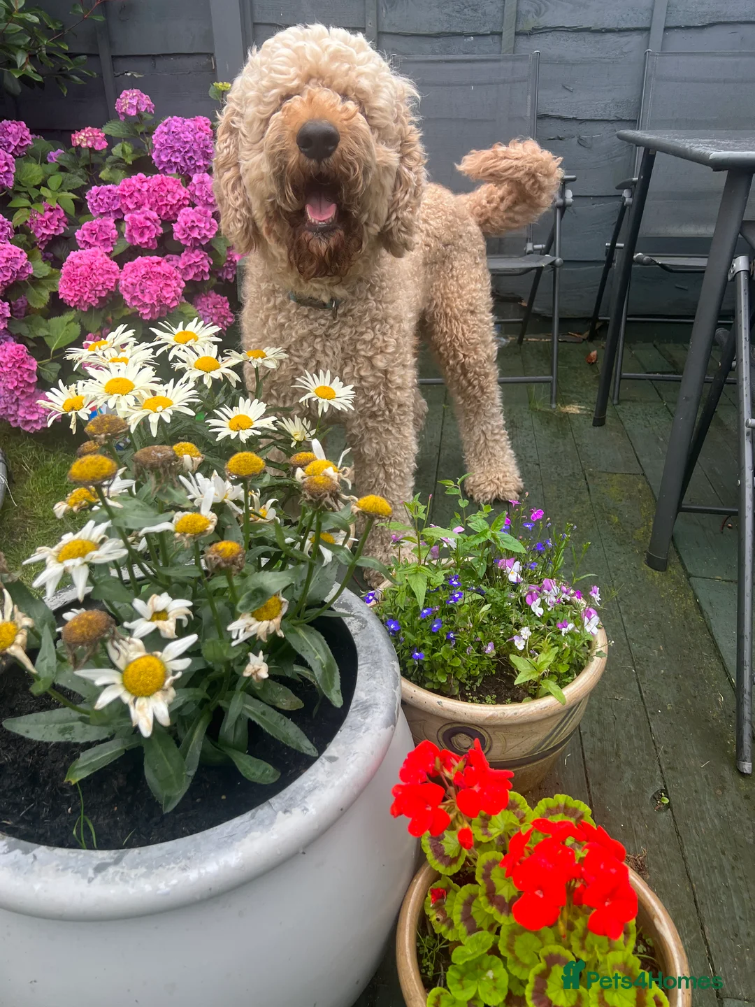 Goldendoodle dogs for stud: Goldendoodle Standard size (proven)  in Manchester - Advert 11