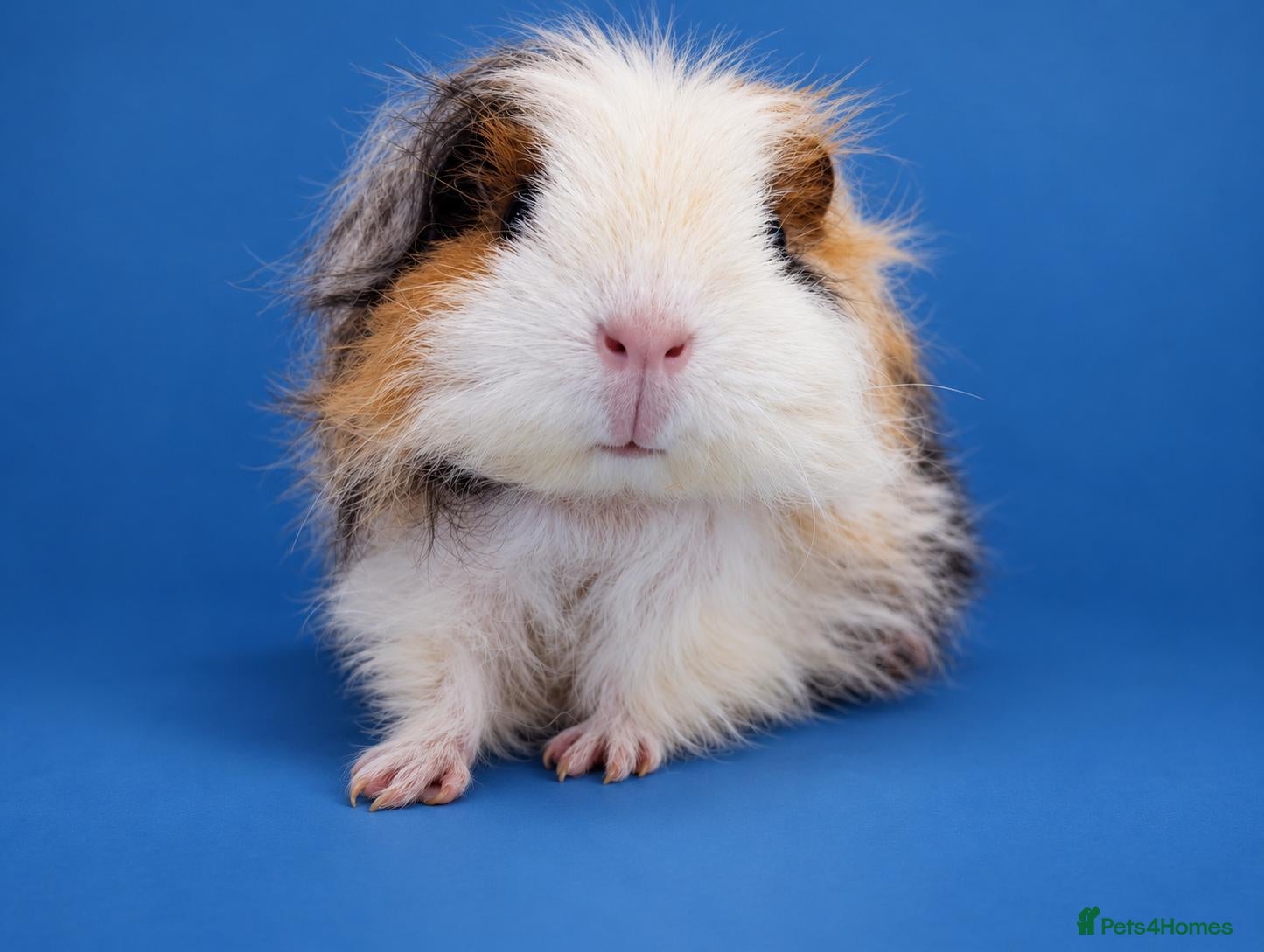 Guinea Pig rodents Adult Guinea pig pet sow - Advert 12