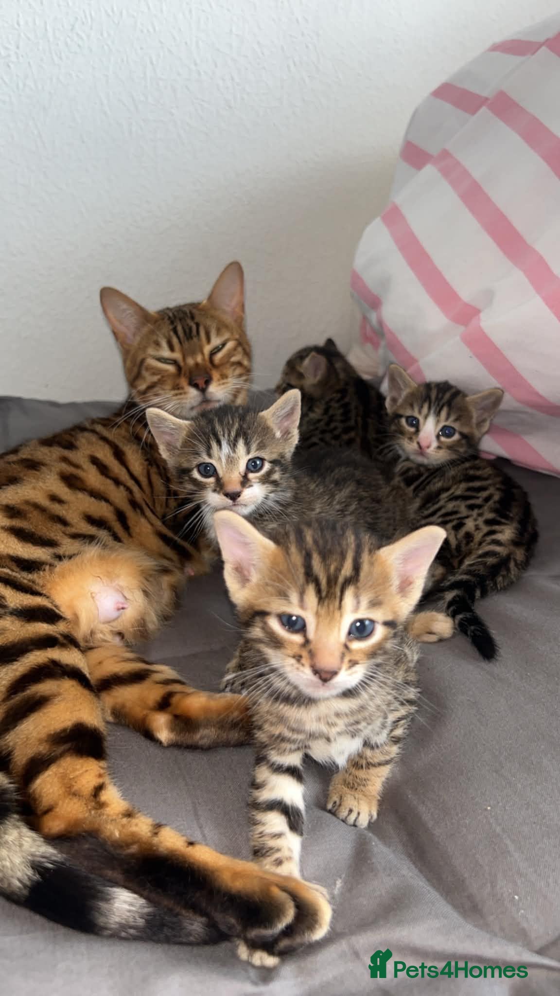 Bengal cats Beautiful Bengal Cross Kittens - Advert 1