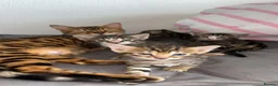 Bengal cats for sale: Beautiful Bengal Cross Kittens in Bexhill-on-Sea - Advert 1
