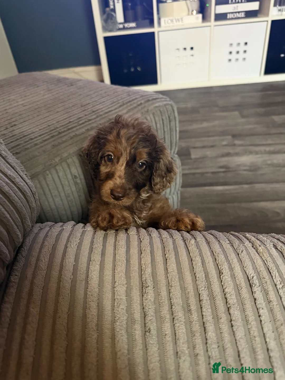 Cockapoo dogs for sale: F2 cockapoo family raised, Just Bertie Available  - Advert 2