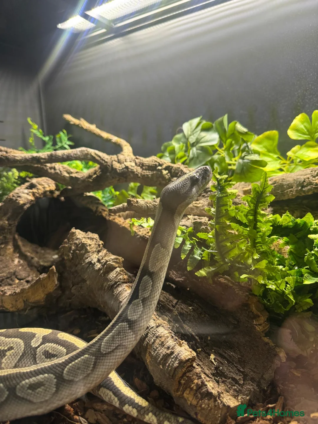 Python Snake reptiles for sale: Adult Female Mojave Hypo - Advert 6