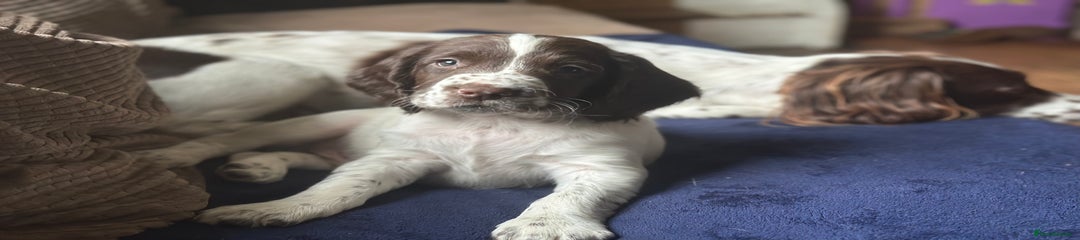 English Springer Spaniel Puppy 4