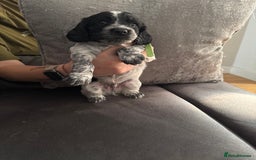 Sprocker dogs for sale: Beautiful sprockers for sale - Image 1