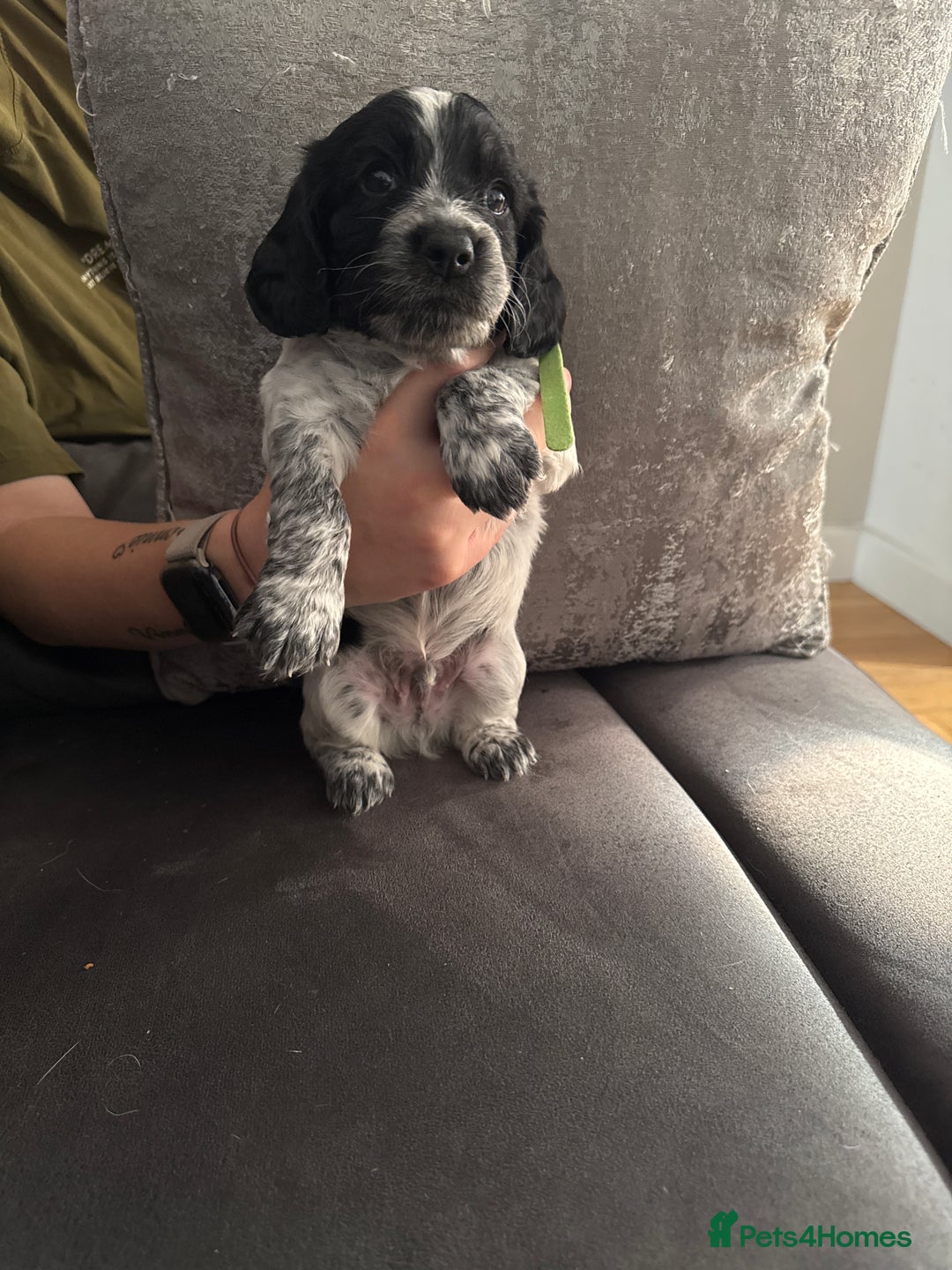 Sprocker dogs for sale: Beautiful sprockers for sale - Image 1