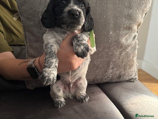 Sprocker dogs - Advert 16