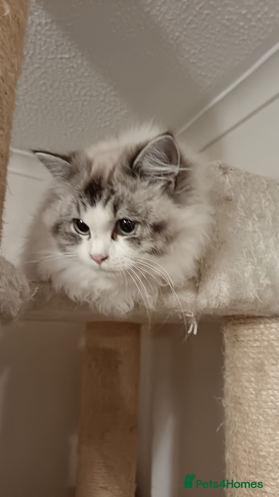 Ragdoll cats Gorgeous female ragdoll intact  - Advert 1