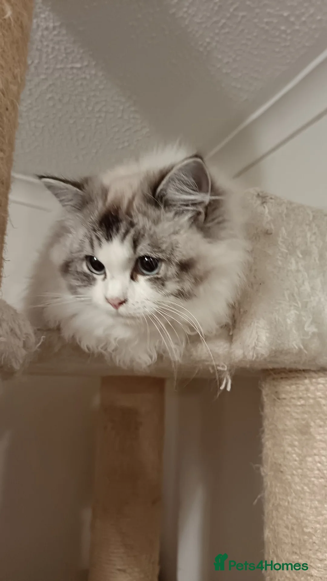 Ragdoll cats for sale: Gorgeous female ragdoll intact  - Advert 1