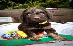 Cockapoo dogs for sale: 🤎🧡F1 Extensively Health Tested Cockapoos🧡🤎 - Image 22