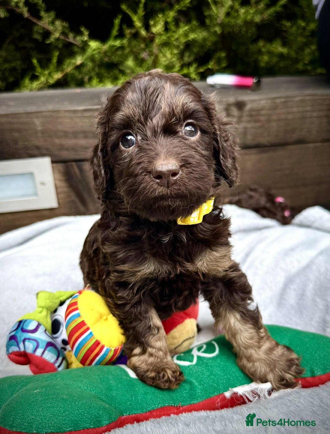 Cockapoo dogs for sale: 🤎🧡F1 Extensively Health Tested Cockapoos🧡🤎 - Image 22