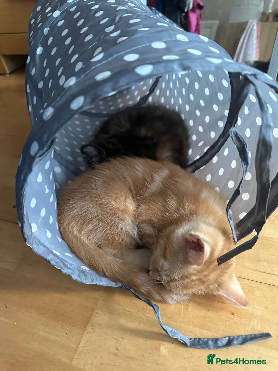 Domestic Shorthair cats for sale: Ginger boy & tortie girls waiting for new families - Advert 2
