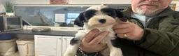 Tibetan Terrier dogs for sale: Araki Tibetan Terriers Puppies Available - Advert 8