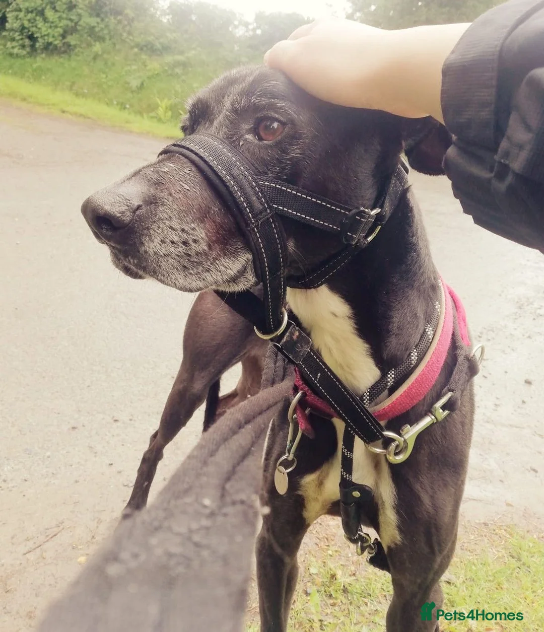 Mixed Breed dogs for adoption: MAX 9yr old Mixed Breed - Advert 1