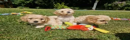 Cavachon dogs for sale: ✨️LAST STUNNING H/TESTED CREAM F1 CAVACHON BITCH✨️ - Advert 3