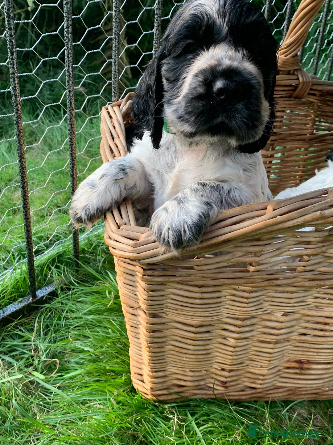 Cocker Spaniel dogs for sale: Show Cocker Spaniel KC reg available on 16 th Sept - Image 6